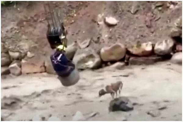 Cover Image for A Worker Uses Crane To Save Dog Stranded In The River