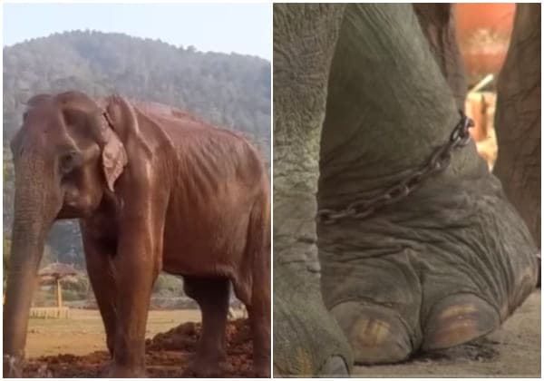 Cover Image for Elephant Overwhelmed With Emotion When Enjoying Freedom After 85 Years In Chains