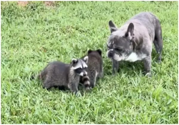 Cover Image for French Bulldog Taking Care of Baby Raccoons Like a Dad Making A Lovely Viral Video