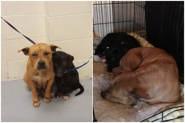 Cover Image for Nervous Pups Gather Close At The Shelter After The Owner Leaves Them Without A Word