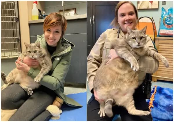 Cover Image for Overweight Shelter Cat ‘One Frosty Too Many’ Becomes Internet Sensation, Gets Adopted to Help Shed Pounds