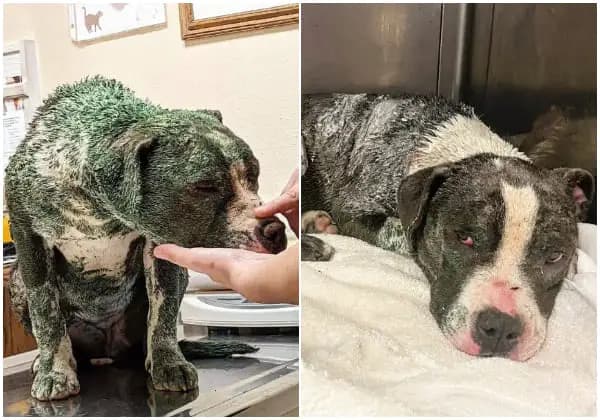 Cover Image for Rescue Saves Pitbull Covered in Green Paint, Giving Her a New Life