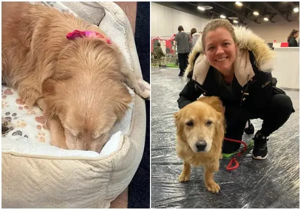 Cover Image for Woman Heartbroken When Golden Retriever Disappears – Five Years Later, She Spots a Familiar Friend