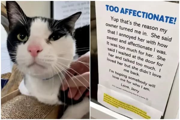 Cover Image for Abandoned Cat Finds Happiness in New Home Despite Being ‘Too Affectionate