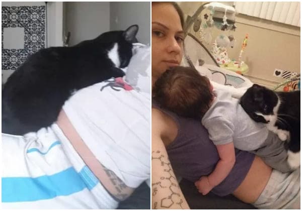 Cover Image for Cat Protects Her Tiny Human Since Before Birth