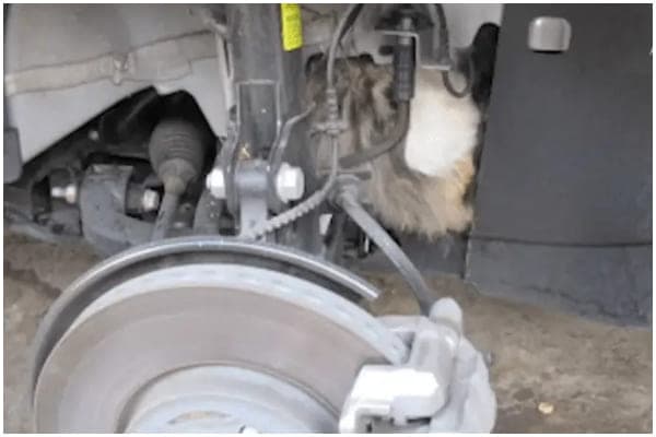 Cover Image for Cat Rescued After Being Stuck in Car Engine