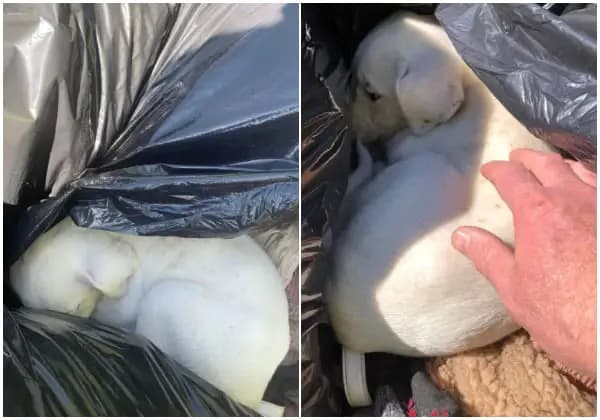 Cover Image for Cleanup Crew Member Finds Abandoned Puppy in Trash Can