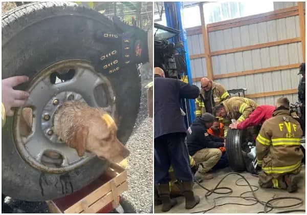 Cover Image for Firefighters Rescue Dog Stuck in Tire