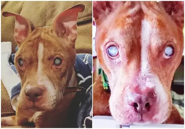 Cover Image for Pit Bull Sees Foster Parents for First Time After Incredible Eye Surgery