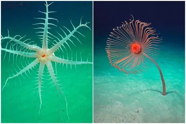 Cover Image for Amazing Video of Unseen Ocean Creatures in the Ningaloo Canyons