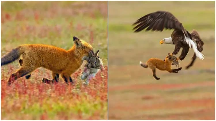 Cover Image for Eagle and Fox in an Epic Midair Battle Over a Rabbit, Were Captured by a Photographer